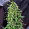 купить семена конопли Deathlok feminised в Украине купить семена конопли Deathlok feminised в Украине