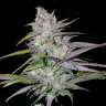 купить семена конопли аутдор Arjan's Haze 2 feminised купить семена конопли аутдор Arjan's Haze 2 feminised