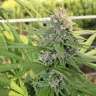 купить семена конопли в фирменной упаковке Hollands Hope feminised