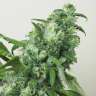 купить урожайные семена конопли White Widow feminised купить урожайные семена конопли White Widow feminised