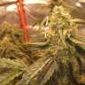 семена конопли в оригинальных упаковках Auto Super Bud feminised GanjaLiveSeeds