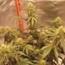 урожайные семена конопли Auto Super Bud feminised GanjaLiveSeeds