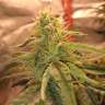 качественные семена конопли Auto Super Bud feminised GanjaLiveSeeds