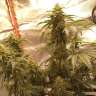 семена конопли феминизированные Auto Super Bud feminised GanjaLiveSeeds
