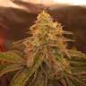 семена сортовой конопли Auto Super Bud feminised GanjaLiveSeeds