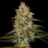 семена конопли скороспелый купить Auto Chocolope feminised GanjaLiveSeeds