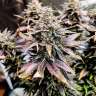 Семена конопли Mimosa feminised Ganja Seeds купить