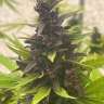 качественные семена конопли Auto Purple feminised
 качественные семена конопли Auto Purple feminised