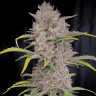 семена конопли элитных сортов Auto Purple feminised
 семена конопли элитных сортов Auto Purple feminised