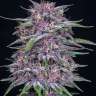 купить семена конопли с доставкой Auto Purple feminised
 купить семена конопли с доставкой Auto Purple feminised