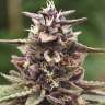 экзотические семена конопли Auto Purple feminised
 экзотические семена конопли Auto Purple feminised