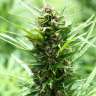как сделать авто фем семена конопли Fruity Jack feminised 