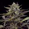купить семена конопли Havok feminised с доставкой купить семена конопли Havok feminised с доставкой