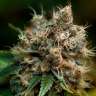 семена конопли сатори купить Havok feminised семена конопли сатори купить Havok feminised
