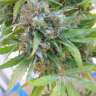 заказать семена конопли Arjan's Haze 3 feminised заказать семена конопли Arjan's Haze 3 feminised