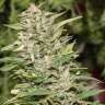 заказать семена конопли курьером Jorge’s Diamonds #1 feminised