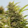 заказать семена конопли Украина Jorge’s Diamonds #1 feminised
