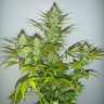 качественные семена конопли Auto White Widow feminised Gold Errors Seeds
