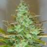 автоцветущие семена конопли Auto White Widow feminised Gold Errors Seeds