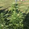 заказ семян конопли Red Dragon feminised Barneys Farm