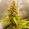 Семена марихуаны Auto Critical Hog feminised Ganja Seeds Семена марихуаны Auto Critical Hog feminised Ganja Seeds