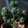 Семена конопли наложенным Auto White Dwarf CBD feminised Ganja Seeds Семена конопли наложенным Auto White Dwarf CBD feminised Ganja Seeds