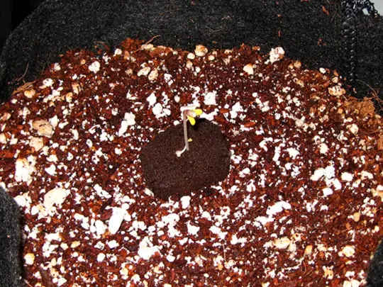 Семь самых распространенных мутаций конопли