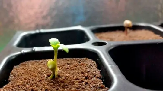 Семь самых распространенных мутаций конопли