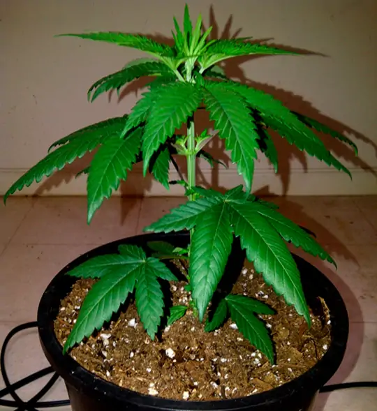 Семь самых распространенных мутаций конопли