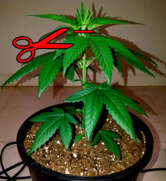 Семь самых распространенных мутаций конопли