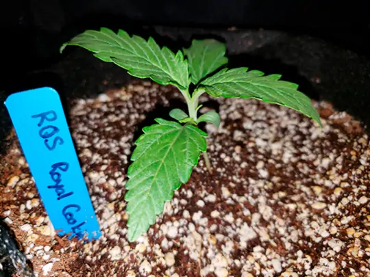 Семь самых распространенных мутаций конопли