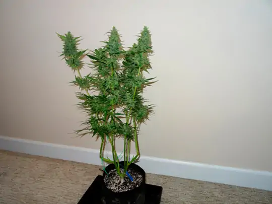 Семь самых распространенных мутаций конопли