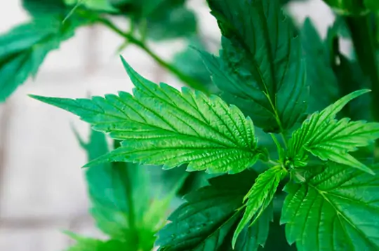 Семь самых распространенных мутаций конопли