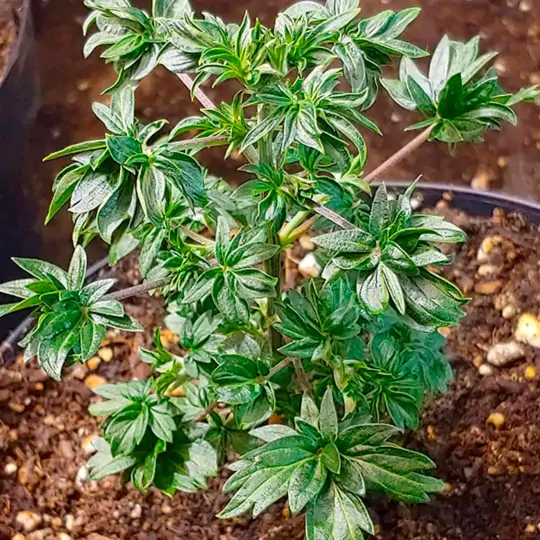 Семь самых распространенных мутаций конопли