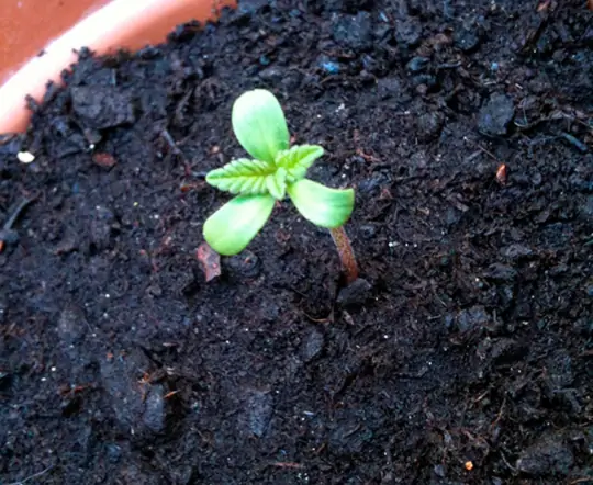 Семь самых распространенных мутаций конопли