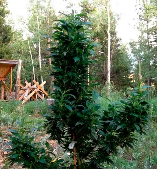 Семь самых распространенных мутаций конопли