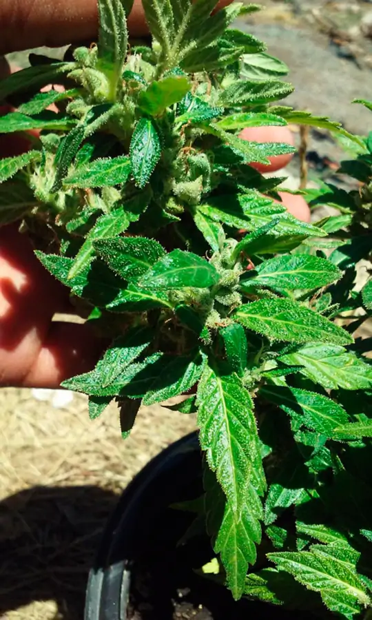 Семь самых распространенных мутаций конопли