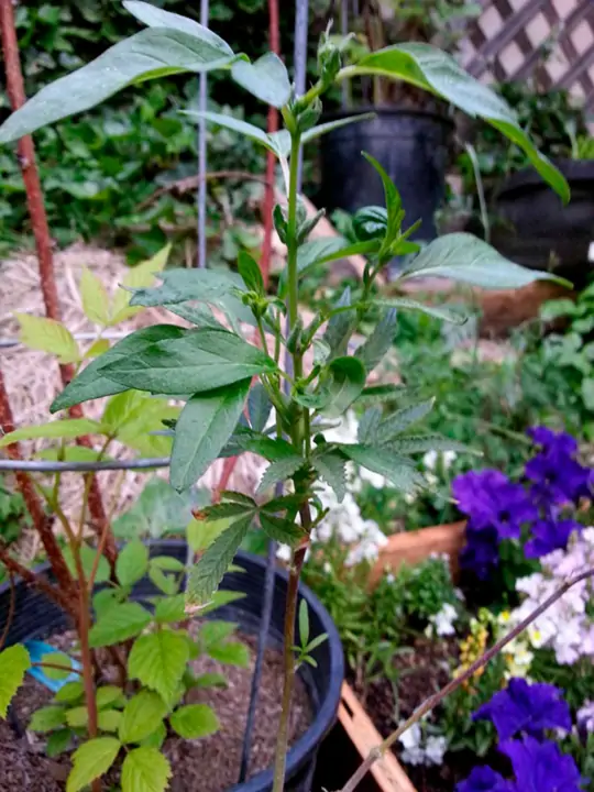 Семь самых распространенных мутаций конопли