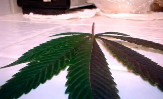 Семь самых распространенных мутаций конопли