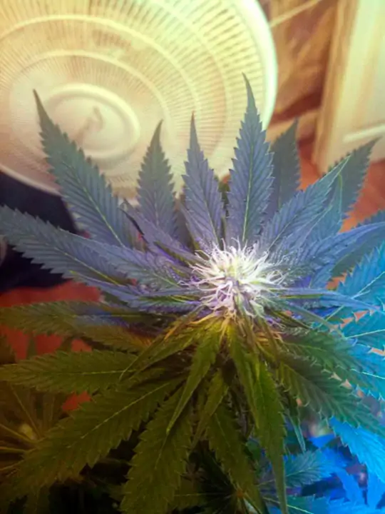 Семь самых распространенных мутаций конопли