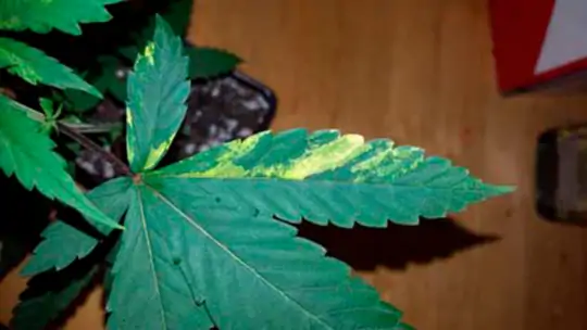 Семь самых распространенных мутаций конопли