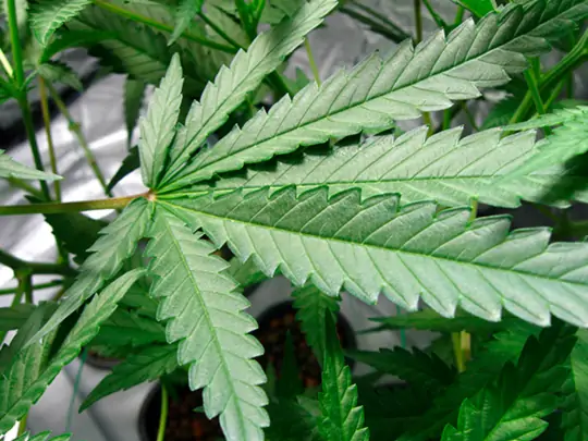 Семь самых распространенных мутаций конопли