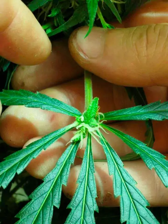 Семь самых распространенных мутаций конопли