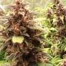 качественные семена конопли в украине Auto Red Poison feminised
 качественные семена конопли в украине Auto Red Poison feminised