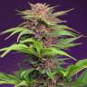 качественные семена конопли Auto Red Poison feminised
 качественные семена конопли Auto Red Poison feminised