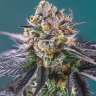 семена конопли купить онлайн Auto Red Poison feminised
 семена конопли купить онлайн Auto Red Poison feminised