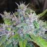 купить семена конопли в Украине Auto Red Poison feminised купить семена конопли в Украине Auto Red Poison feminised