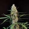 Lemon Zkittle feminised Dutch Passion Seeds Lemon Zkittle feminised Dutch Passion Seeds