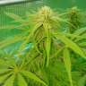 заказ семян конопли Lemon Zkittle feminised заказ семян конопли Lemon Zkittle feminised