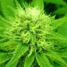 заказать семена конопли Lemon Zkittle feminised заказать семена конопли Lemon Zkittle feminised